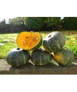 Organic Kabocha Squash - Japanese Pumpkin - 15 Seeds - £7.12 GBP