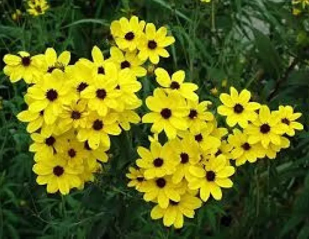 COREOPSIS GOLDEN WAVE TICKSEED 100 FRESH SEEDS  - $6.31