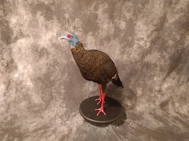 Full Mounted  Taxidermy Ocellated Turkey with Custom Base - £3,030.56 GBP
