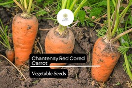 300 Seeds Red Cored Chantenay Carrot (Daucus carota) – Sweet, Crisp Heir... - $5.14