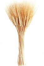Dried Wheat Stalks 100 Stems Wheat Sheaves for Decorating Wedding Table Home Kit - £19.75 GBP