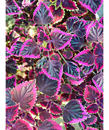 New Fresh Exotic Cai Hong Series Coleus Seeds Black Foliage With Pink Se... - $20.23 CAD