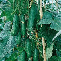 BELLFARM Dark Green Little Cucumber Hybrid F1 Seeds 50 Seeds edible raw ... - $5.99