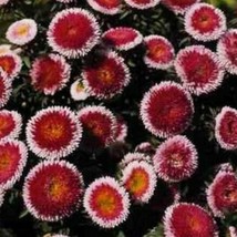 New Fresh Seeds Aster Callistephus Pompon Hi No Maru Mix Seed - $8.86