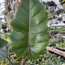 1 (one) Live Plant Philodendron giganteum X ‘jungle Boogie’! New Cross! - $110.00