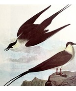 Long Tail Jaeger 1950 Lithograph Art Print Audubon Bird First Edition DW... - €25,96 EUR Long Tail Jaeger 1950 Lithograph Art Print Audubon Bird First Edition DW... - €25,96 EUR