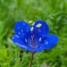 USA SELLER Phacelia Campanularia Desert Bells California Bluebells 200 Seeds Fre - £12.62 GBP