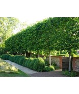 American Hornbeam Tree Carpinus Caroliniana Quart Pot Fresh Garden Fast ... - €34,70 EUR