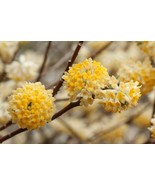 Edgeworthia Nanjings Gold Paper Bush Live Plant 2.5 Qt USA Seller - $71.98