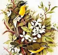 Yellow Breasted Chat Warblers 1957 Lithograph Bird Art Print John H Dick DWDD4 - £39.30 GBP