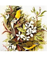 Yellow Breasted Chat Warblers 1957 Lithograph Bird Art Print John H Dick... - £39.32 GBP