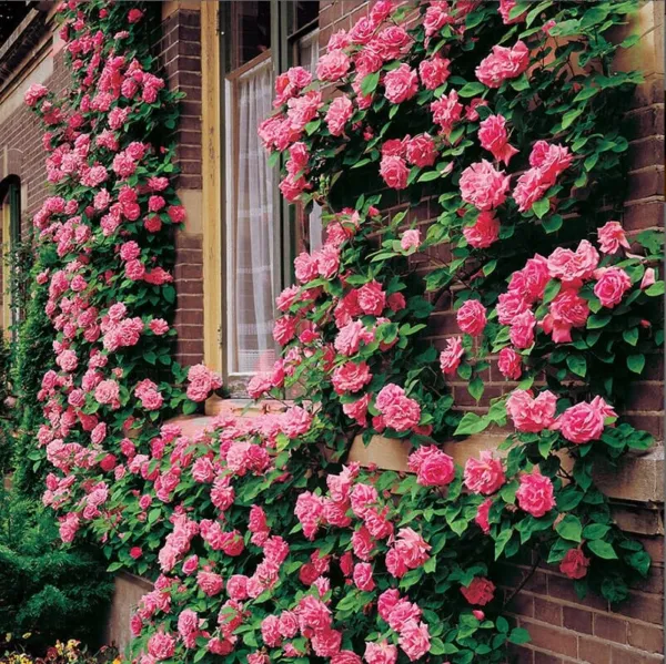 10 Climbing Pink Rose Seeds Flower Bush Perennial Bloom Shrub Flowers Seed 1303  - £8.84 GBP