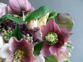 15 seeds White Helleborus Christmas Rose Flower Heirloom Seeds Quick Bloom Insta - $8.35