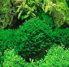 Live Fish Hot Pellia Moss Fern Seeds Aquarium Plant Java Fish Tank Aquas... - $7.98