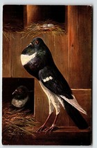Pigeons Pose Birds Postcard Rustic Artist Signed Muller Wildlife HKM 317 Unused - £12.33 GBP