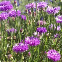 Bachelors Button Mauve Cornflower Flower Seeds For Xeriscaping 2000 Seeds Fresh  - $19.99