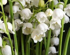 Lily of the Valley Convallaria majalis Root Systems 10 Root Systems - $34.00