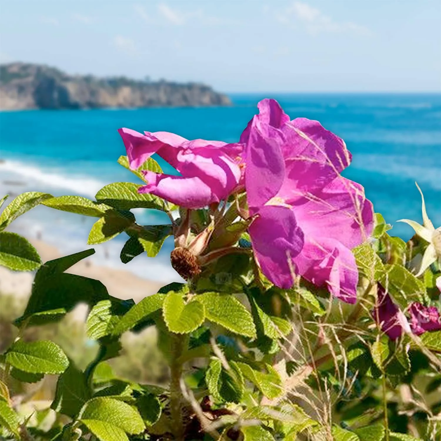 Seaside Pink Rose Rosa Rugosa Fruiting Shrub 30+ Seeds Fast-Growing Beauty  - $12.99