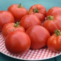 Fresh Seeds USA Early Red Chief Tomato Seeds Grown To Organic Standards Semi Det - £13.13 GBP