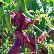 THJAR 25 SEEDS NuMex R Naky Pepper Garden Vegetables Planting Edible Food - £5.51 GBP