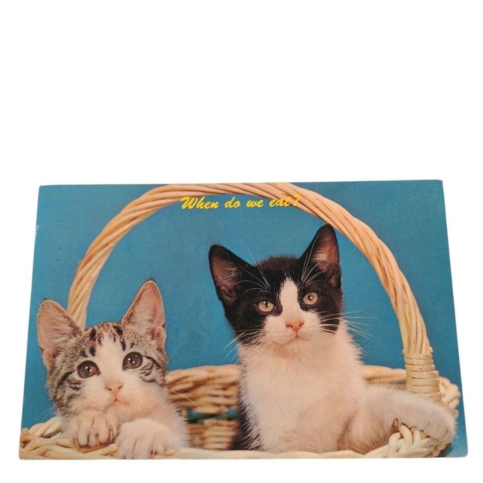 Postcard Kittens In Basket Cats When Do We Eat? Chrome Posted - $4.15