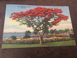 Vintage Postcard Linen Posted 1955 Royal Poinciana Tree Florida FL - £0.75 GBP