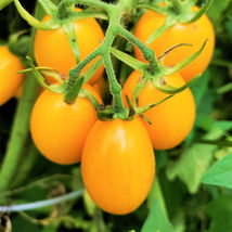 100 Pcs Yellow Plum Grape Tomato Seeds #MNTS - £6.35 GBP