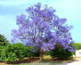 HOT SEEDS Paulownia Tomentosa japan Princess Tree leaf flowering wood bonsai see - £10.28 GBP