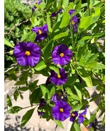 KB Lycianthes Rantonnetii Potato Bush 10 Stems 4-6 Inches Herb Garden Pl... - $16.50