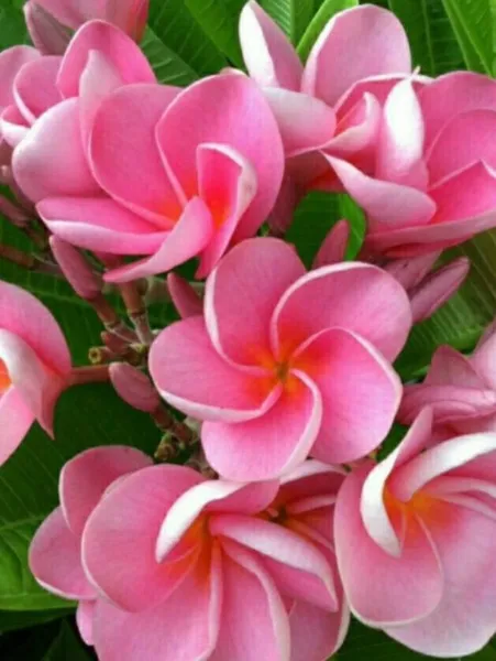 5 Pink Plumeria Seeds Plants Flower Lei Hawaiian Seed Flowers 187 Fresh - £8.57 GBP