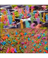 30 Dicrocaulon Ramulosum Very Color Succulent Will Grow Out just like - $19.68