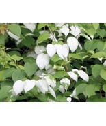 SRN Actinidia Polygama Silver Vine Cats Treat 10 Seeds Garden - $748.18 MXN