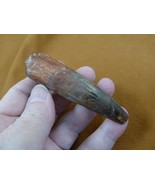 (DF233-97) 3-1/4&quot; ancient REAL SPINOSAURUS DINOSAUR t**th specimen Juras... - $91.62