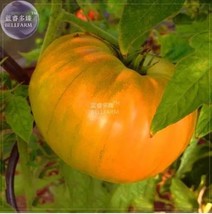 100 &#39;Aunt Gertie&#39;s Gold&#39; Organic Yellow Beefsteak Heirloom Tomato Bonsai... - $89.73 MXN