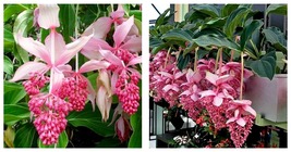 Live Well Rooted STARTER Plant Royal CHANDALIER Magnifica Medinilla Plant - £50.35 GBP