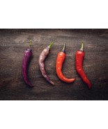 KBT Buena Mulata Pepper Seeds 50 Seeds Versatile Pepper For Eating And B... - €17,34 EUR