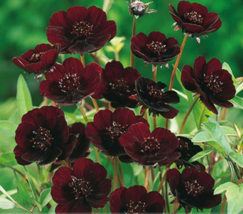 50 Seeds Chocolate Cosmos Flower Seeds, Decorative Garden Flower Seed - £23.13 GBP