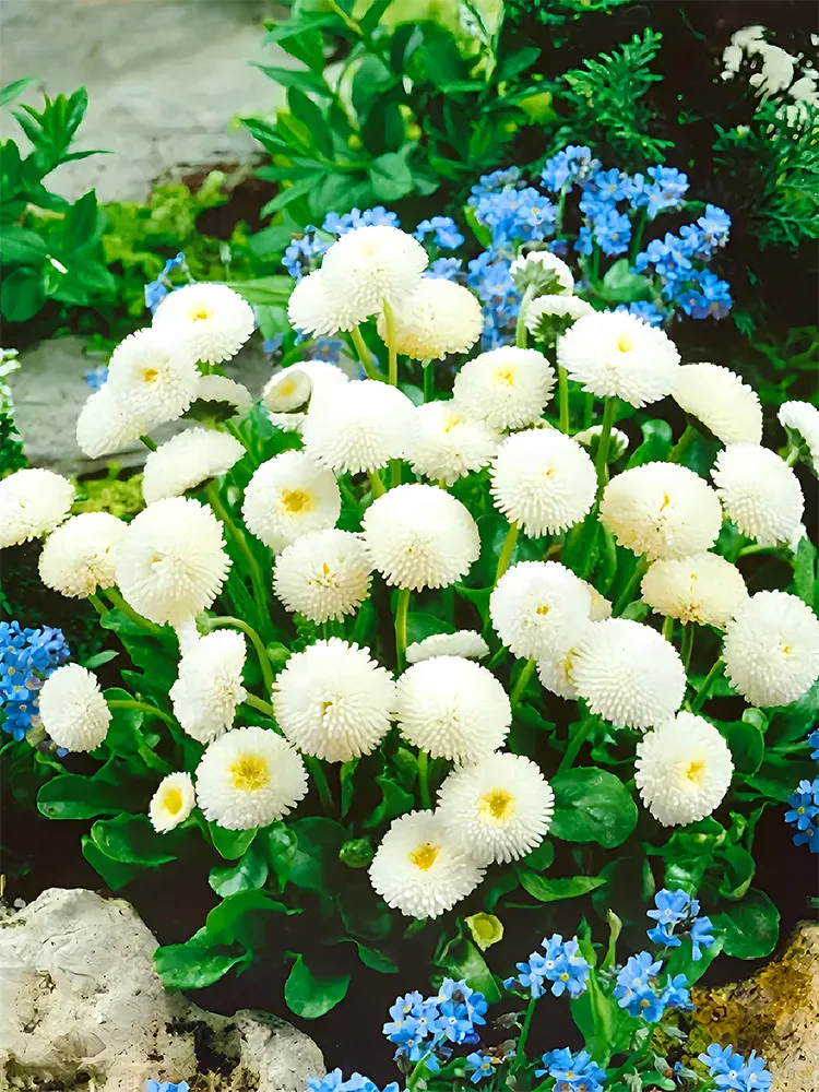 White Mid Dual Daisy - 2000 Seeds - ith double petaled white blooms  - $17.99