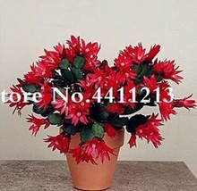 US Seller 100Pcs Epiphyllum Anguliger Fishbone Succulent Bonsai Flower S... - $13.82