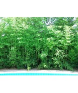 Seabreeze Bamboo Bambusa Malingensis 1 Gallon SZ–Clumping Variety–Non-In... - $79.00