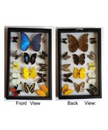 Framed Butterfly Collection With Blue Morpho A+ Quality - $2,508.65 MXN