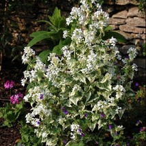 USA SELLER Lunaria Annua Alba Variegated Honesty Money Plant Variegata Alba 5 Se - £16.06 GBP