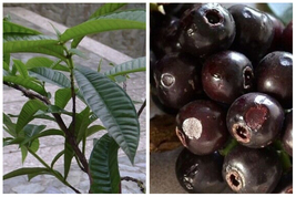 Indian blackberry / Baligang (Syzgium cumini) Live Fruit Tree 12”-24” - £94.60 GBP