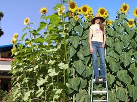 50 SEEDS SKYSCRAPER SUNFLOWER Non-GMO - £11.36 GBP