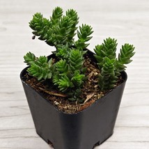 Succulent Live Plant  Crassula Purpusii  In 2 Pot - $12.35