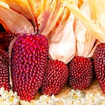 FROM USA  Strawberry Popcorn Seeds | Red Popping Mini Cherry Ornamental Corn See - $5.95