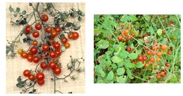 Sweet Pea Currant Tomato 90 Seeds . A plant produces thousands of fruit  - $19.99