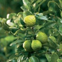 Kaffir Lime Tree- Grafted Semi-Dwarf Thai Kaffir Lime (Ma-grood)  - $125.00