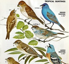 Tropical Buntings Varieties And Types 1966 Color Bird Art Print Nature A... - £16.11 GBP