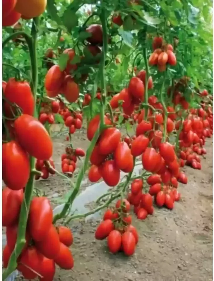 50 Seeds Supremo Tomato Vegetable Garden - £7.79 GBP